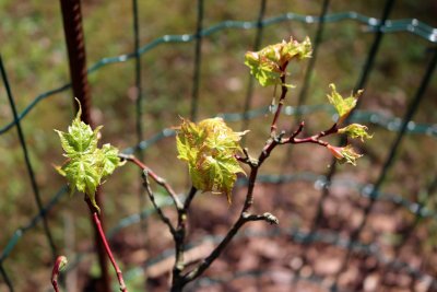 Acer micranthum - javor malokvětý - jarní pučení (63)